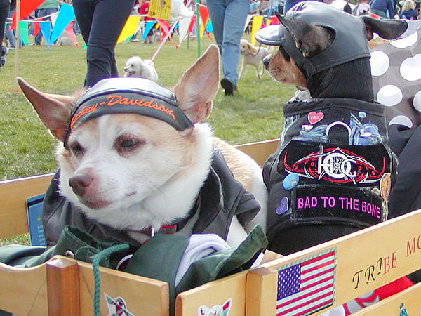 Dogs at the 2009 Henderson Bark in the Park